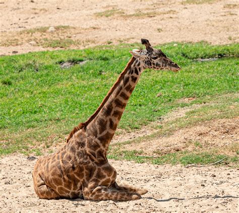 Masai Giraffe Zoochat
