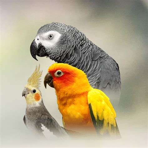 Some types of parrots aren't the best pets for beginners as they can be temperamental. Parrot | Personality, Food & Care - Pet Birds by Lafeber Co.