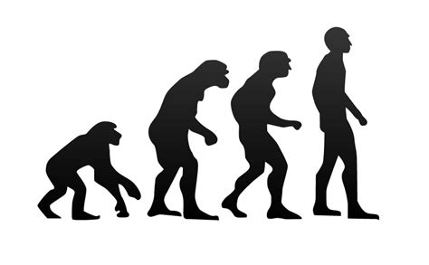 Study Reveals Human Body Has Gone Through Four Stages Of Evolution