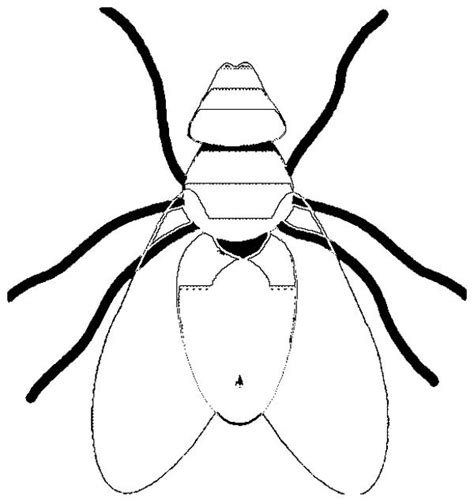 Fly Coloring Page Sketch Coloring Page