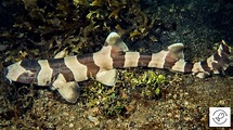 Brownbanded Bamboo Shark 101 (And Some Interesting Facts)