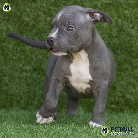 Blue Nose Pitbull Standard Ukc Kennel Pitbull Terrier