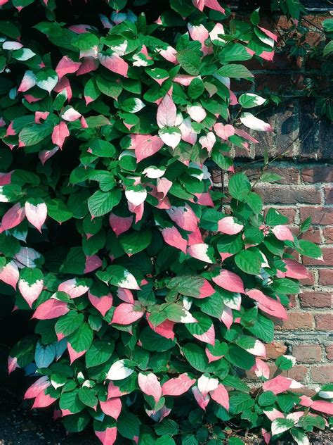 Picking Climbing Plants For The Garden Artofit