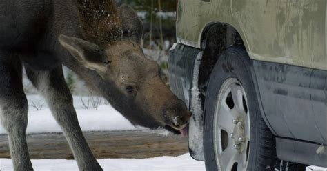 Why Do Moose Enjoy Licking Cars Season 34 Episode 10 Nature Pbs