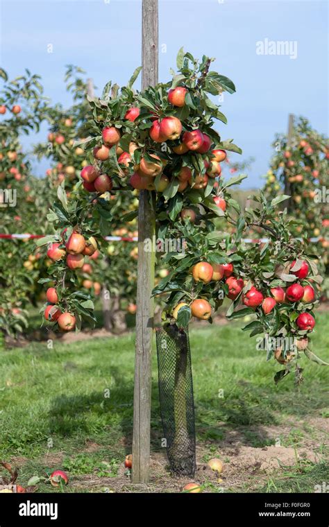 Apple Agriculture Hi Res Stock Photography And Images Alamy