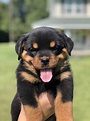 Louisiana Rottweiler Puppies For Sale - Mississippi Rottweilers