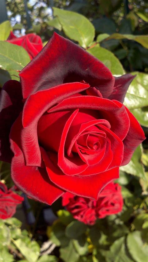 The 25 Best Beautiful Red Roses Ideas On Pinterest Red Roses Red