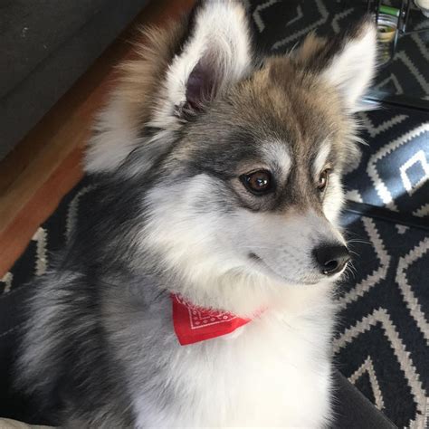 Norman The Pomeranian Husky Mix One Puppy That Will Melt Your Heart