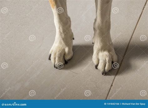 The Front Legs And Paws Of A White Dog Stock Photo Image Of Tiled