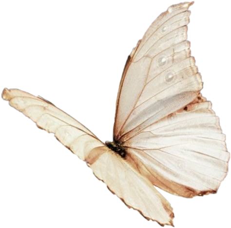 Butterfly Aesthetic Delicate Brown Sticker By Xiomaravlo Butterflies