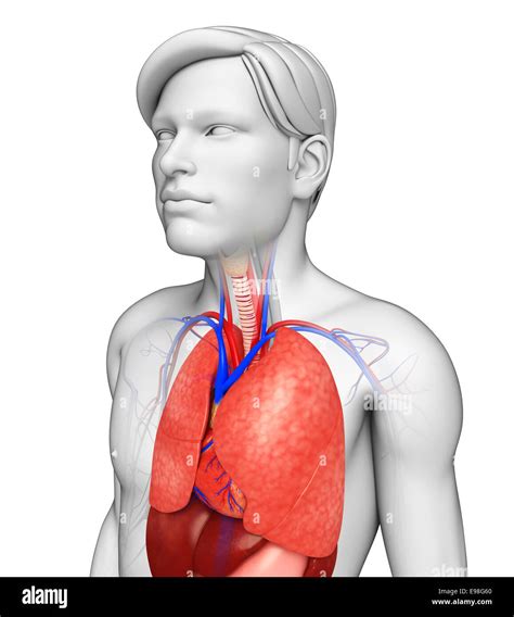 Ilustración De Los Pulmones Anatomía Masculina Fotografía De Stock Alamy