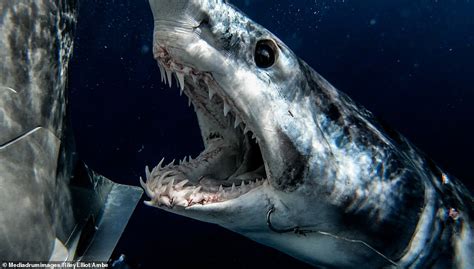 Shark Expert Squares Up To 12ft Beast In Stunning Images With The