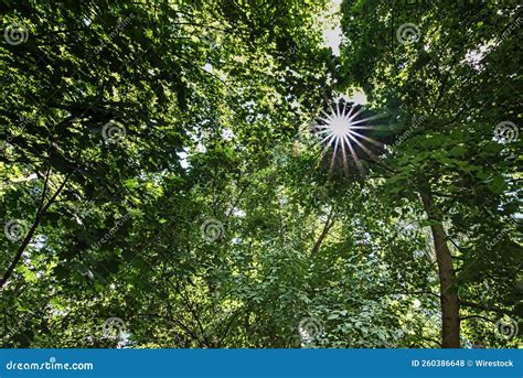 Sunbeams Through The Trees In The Forest Stock Photo Image Of Summer