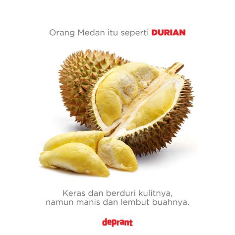 Seperti mentimun dengan durian =perlawanan yang tidak sebanding (antara orang lemah dan orang kuat, orang bodoh dan orang pandai). Orang Medan seperti durian (Dengan gambar) | Buah, Kulit