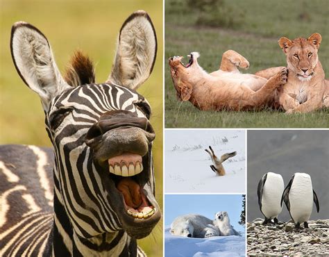 Comedy Wildlife Photography Awards Animals Do The Funniest Things