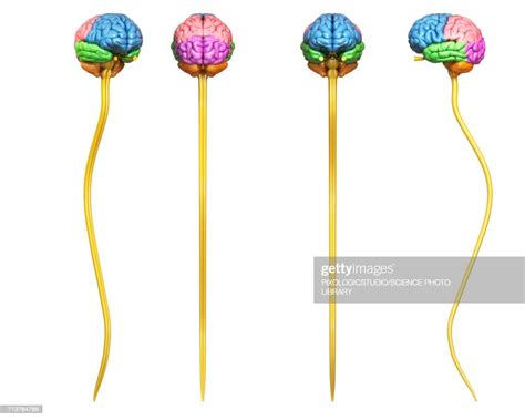 Human Brain Regions And Spinal Cord Illustration High Res Vector