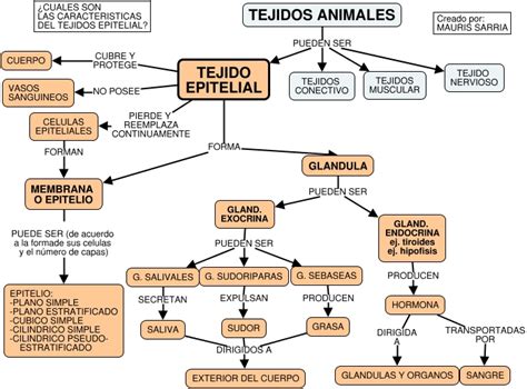 Tejido Epitelial Mapa Conceptual ¡guía Paso A Paso