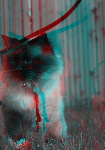 Anaglyph Cat By Kula3d Via Flickr 3d This Image Was Taken With Kúla