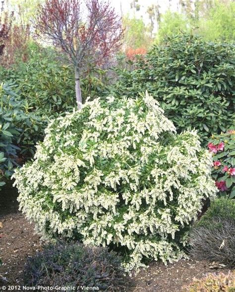Pieris Evergreen Shrub That Grows 4 5 Tall And Wide With White
