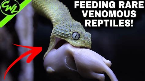 Feeding Rare Venomous Reptiles Youtube