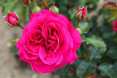 Truly Loved Rose Bushes For Sale Uk Grown Ashridge Nurseries