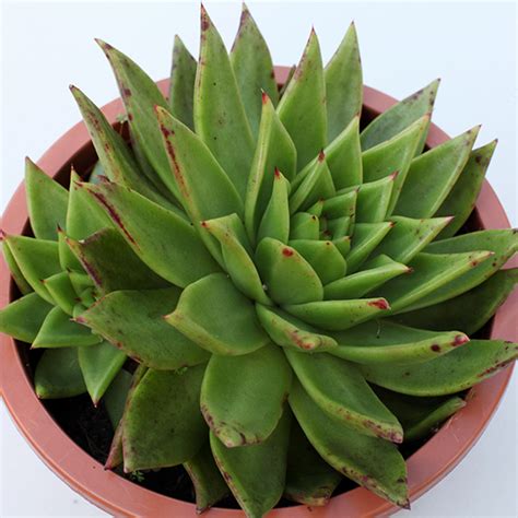 Echeveria Agavoides Red Edge Kenthurst Succulents