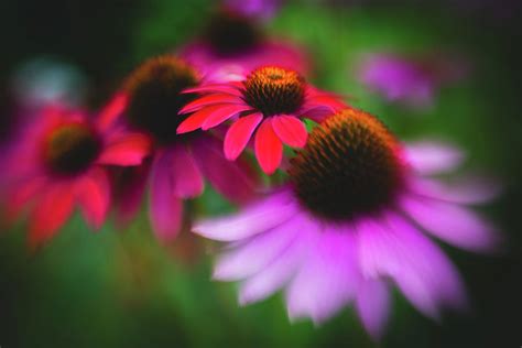 Full Of Life Photograph By Nicole Thompson Fine Art America