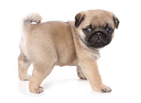 From doug the pug to pug memes, the pug has gained popularity in recent years. #1 | Pug Puppies For Sale By Uptown Puppies