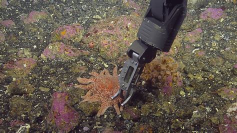 Sunflower Sea Star Gwaii Haanas Kelp Forest And Rocky Reef Project A