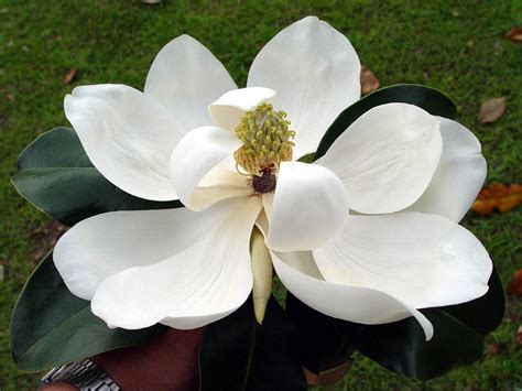 Wallpaper Southern Magnolia Flower Wallpapers