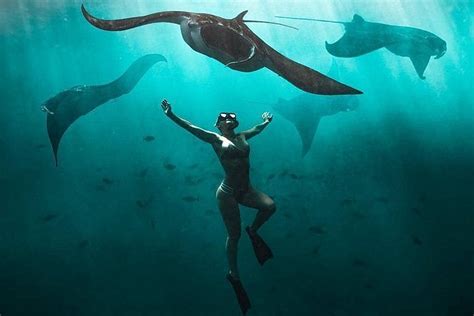2023 Snorkeling Manta Ray Safari In Nusa Penida Reserve Now