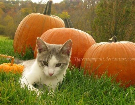 Funny Cat Pictures Cat Pics Halloween Cat Happy Halloween Scenic