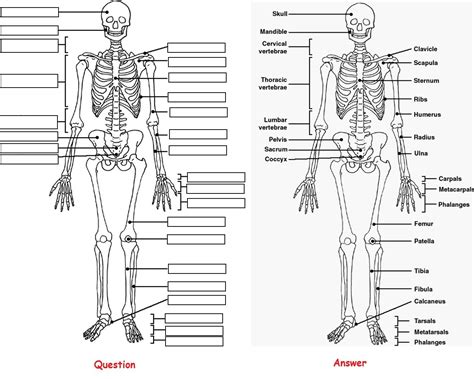Skeletal System Coloring Worksheet