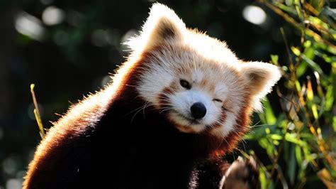 🥇 Animals Funny Red Pandas Baby Wallpaper 78538
