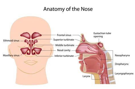 Nose And Sinus Polyclinique Centre Ville