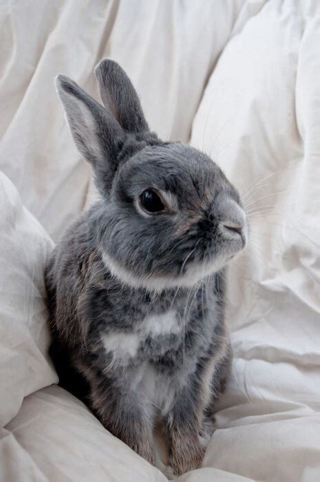 Bunnies Bunny Cute Grey Rabbit Image 3537806 By Rayman On