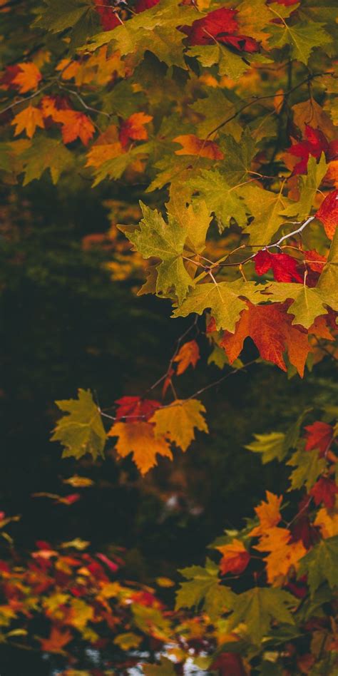 Maple Leaves Autumn Branches 1080x2160 Wallpaper Fall Wallpaper
