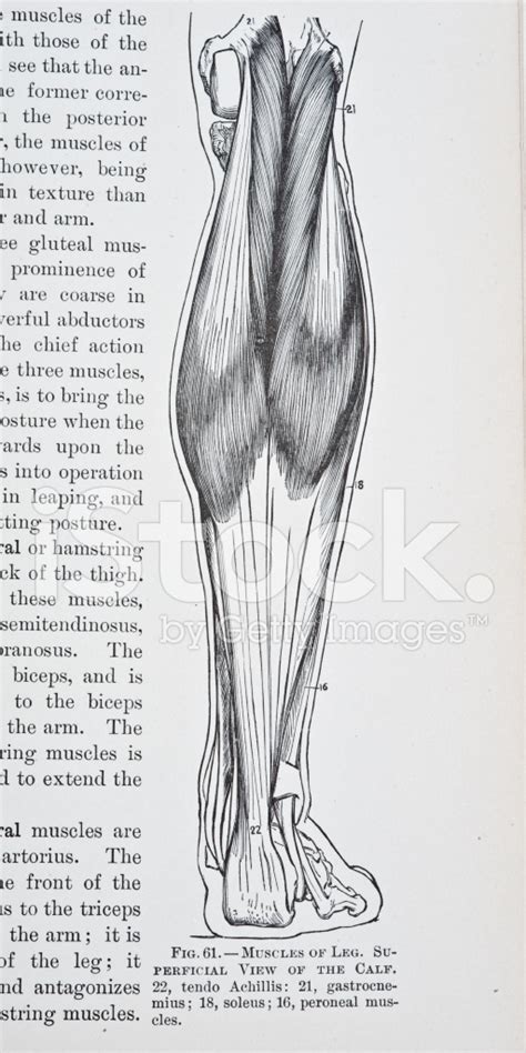 Leg Calf Muscles Diagram Calf Anatomy Anatomy Drawing Diagram The