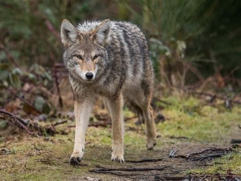 Coyote Attacks Prompt Warning From Ramsey Officials Ramsey Nj Patch