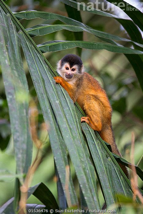 Stock Photo Of Central American Squirrel Monkey Saimiri Oerstedii Osa