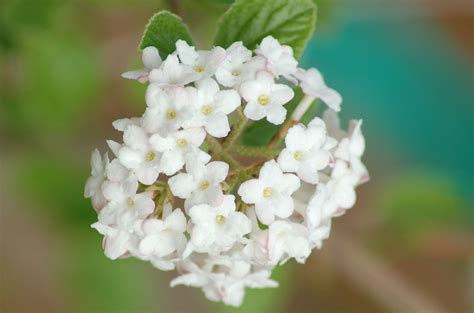10 Best Fragrant Shrubs To Grow In Your Yard White Flowering Shrubs