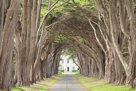 Monterey Cypress Tree Stock Photos Pictures And Royalty Free Images Istock