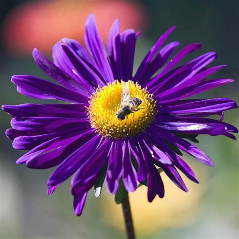 Dark Purple Daisy Flower With Yellow Center With Bee On It Hi Res