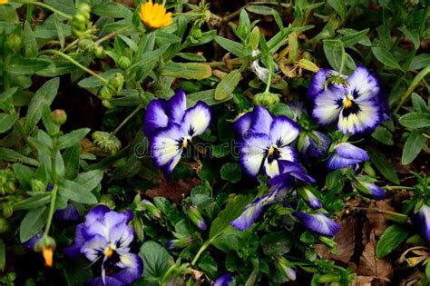Pansy Stock Image Image Of Viola Violet Wildflower 77060105