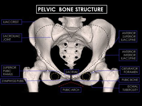 Iliac Bone Anatomy Ct