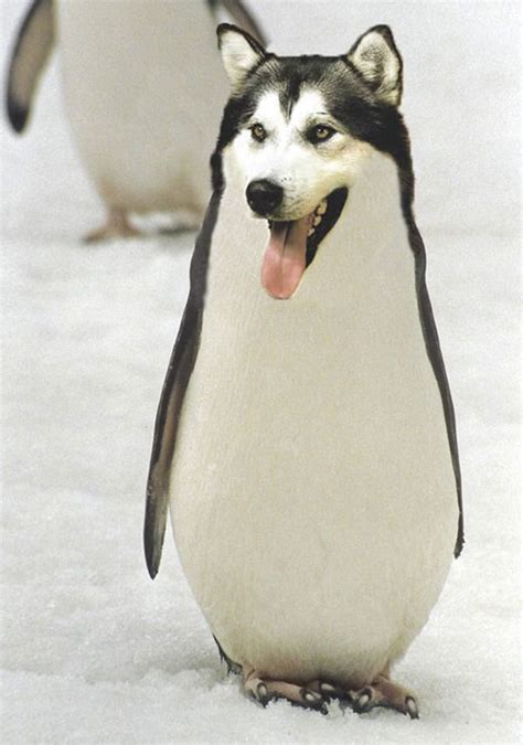 Im Just Going To Leave These Photoshopped Animal Hybrids Here 17