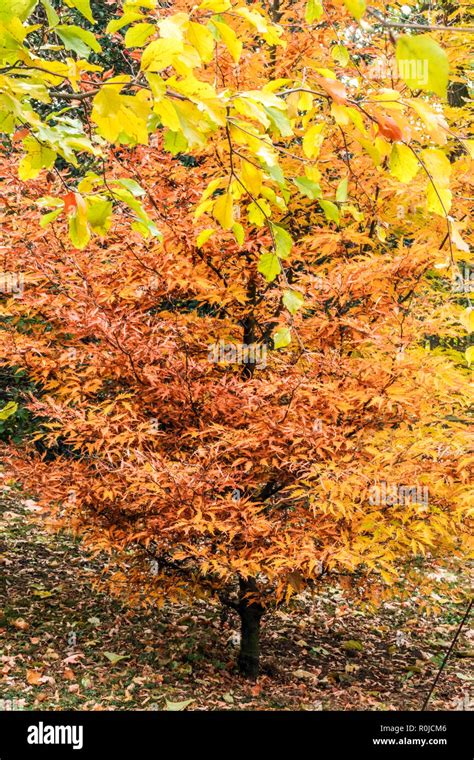 European Beech Fagus Sylvatica Asplenifolia Autumn Stock Photo Alamy