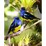 Turquoise Tanager – AZ Birds