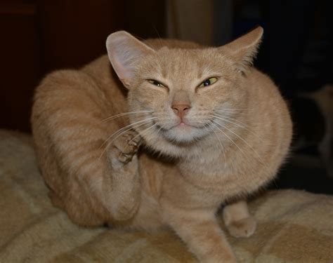 Gambar : hewan, binatang menyusui, cambang, bertulang belakang