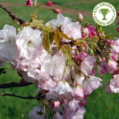 Prunus Shogetsu Buy Japanese Cherry Blushing Bride Cherry Tree